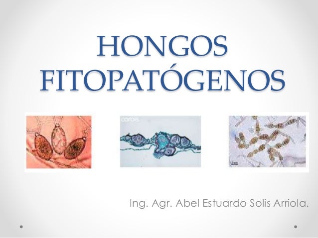 hongos fitopatogenos